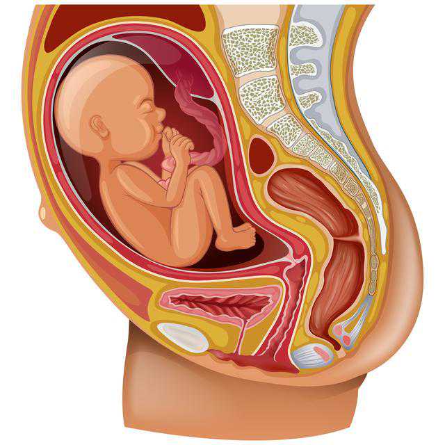 上海供卵试管生孩子妈妈,子宫内膜薄会影响试管婴儿胚胎移植